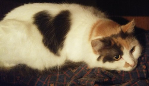 hackerboyelliot: Look at my cats heart spot!!!!!!!!