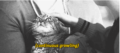 CAT-GIF