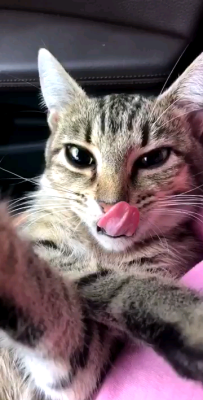 awwww-cute:  Groggy cat after surgery (Source: