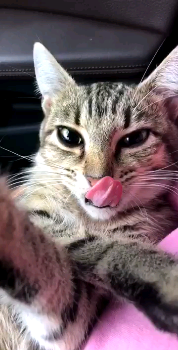 Porn awwww-cute:  Groggy cat after surgery (Source: photos