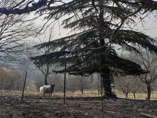 Vaud, Switzerland, 2022 #vaud #switzerland #jura #aries #belier #animal #landscape #countryside #pho