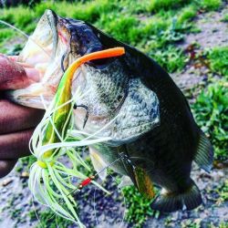 fishingfishermen:  #bassfishing #bass by bassheaven37February 27, 2016 at 07:17AM