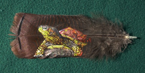 turtlefeed:This incredible feather painting of a box turtle was executed by Amber Ross.