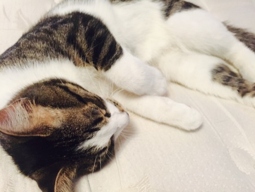 ghoulish-gourmet:He sleep