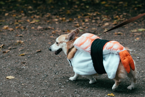 whatsthedaily:  joshualewis:  The 2013 Annual Costumed Corgi Howloween Walk in Seattle happened and it was the BEST. Check out the full gallery here: http://goo.gl/W7Hkbx  Thorgi has returned to warn us The Bark World is planning to invade the seven