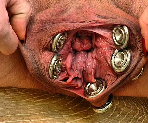 soonermagic1953:  bustedcunts:  Slut shows off her mutant mega-cunt, complete with gigantic piercings and holes in her worn out labia.  Meaty.  Unique