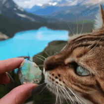 sensry:Crystal Sniffing CatSource: