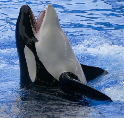 Gender: FemalePod: N/APlace of Capture: Born at SeaWorld of TexasDate of Capture: Born on November 2