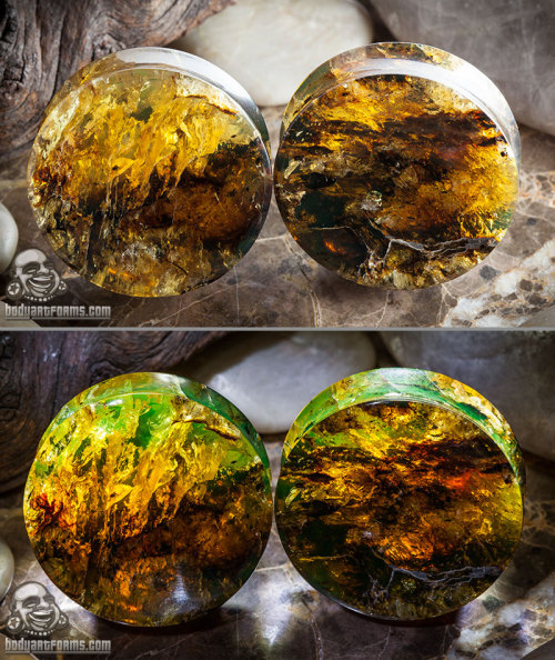 bodyartforms:  Chiapas amber plugs by Diablo Organics Secondary photos are back-lit by led lights which brings out green tones. http://www.bodyartforms.com/products.asp?keywords=amber&brand=Diablo&new=Yes 