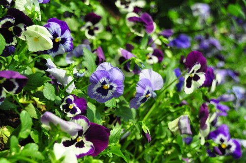 pointshootandclick: My Gardens by the Bay “Flower Dome” experience. Seeing these lovely 