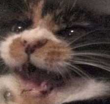 unflatteringcatselfies:  This is tilly she likes to scream
