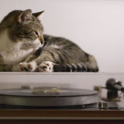 Cat on Thorens by Miguel Esteves