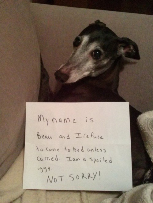 dogshaming:Sleeping BeautyBeau is a 10 year old Italian Greyhound who makes his mommy carry him to b