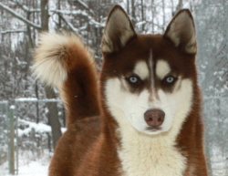 trickstercrowkin:  Beautiful Siberian Husky