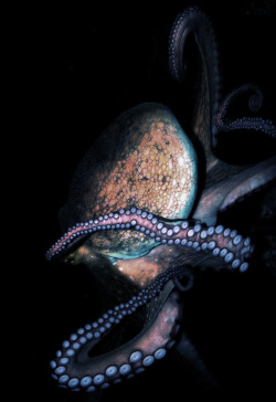 johnnybravo20:  Octopus (by Johan Samsom)