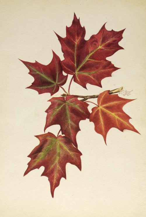 Mary Vaux Walcott, Autumn Leaves,1872. Watercolor on paper. USA. Smithsonian American Art Museum