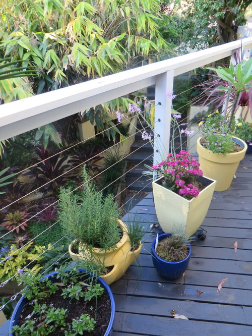 ryttu3k:Garden update! Last post: 23rd September.First row: plants near the front door. Compared to 