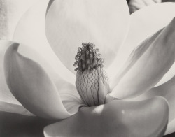 kafkasapartment: Magnolia Blossom, 1925. Imogen Cunningham. Gelatin silver   my ancient, prehistoric beauty flower..