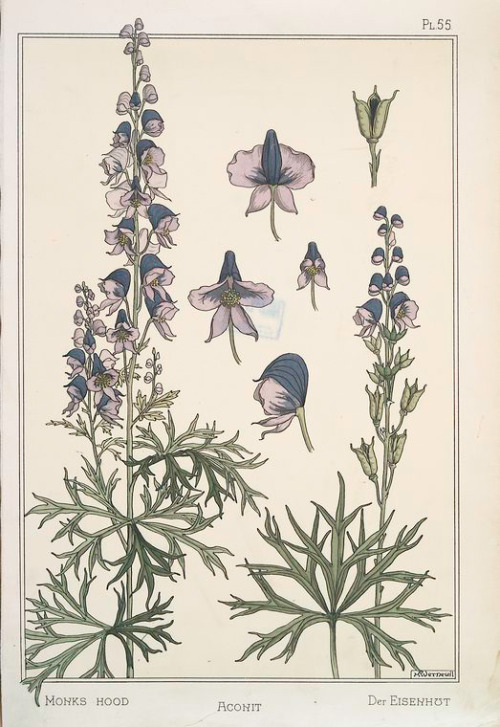 ccadrarebooks: We’re featuring monkshood today, also known as aconite. A lovely plant that gro