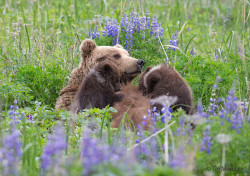 Fuck-Yeah-Bears:  Bear Nursing By Tin Man