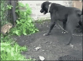 funnywildlife:  Fiercest Piglet Ever  Puuuuuussy. Hehe
