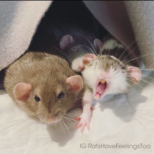 YAWWWWWNNNNNN! Ever notice that your #rat yawns a lot? Especially when you come up to pet them? They