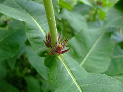 Triosteum perfoliatumWant wildflower seeds? Ask us for a catalog!