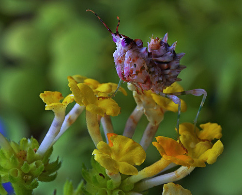 libutron:  Spiny Flower Mantis - Pseudocreobotra wahlbergii Despite its appearance, with brilliant colors and camouflaging adornments, the Spiny Flower Mantis, Pseudocreobotra wahlbergii (Mantodea - Hymenopodidae), is a skillful predator. Measuring