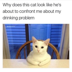 catstextposts:  Put the booze down, right meow.
