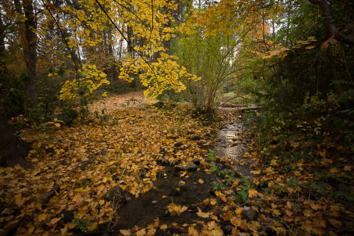 lobo-de-luna: Everyone else posing around each other, jockeying for space in the leaves. Me, chasing