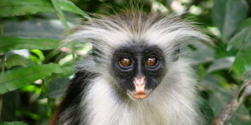 Hi, it’s The Zanzibar red colobus (Procolobus kirkii) also known as Kirk’s red colobus. It was