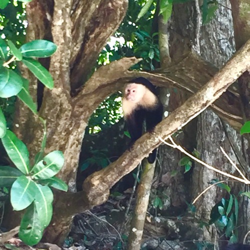 eatlovetravelcostarica:  MONKEYS  COSTA RICA@eatlovetravelcostarica