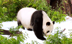 Giant Panda Photos