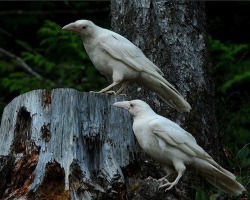 littlepawz:  &ldquo;Birds of a feather&rdquo; - albino ravens 