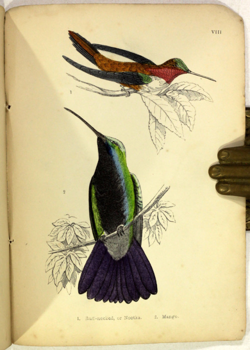 michaelmoonsbookshop: Humming Birdsdescribed and illustrated with an introductory sketch of their St