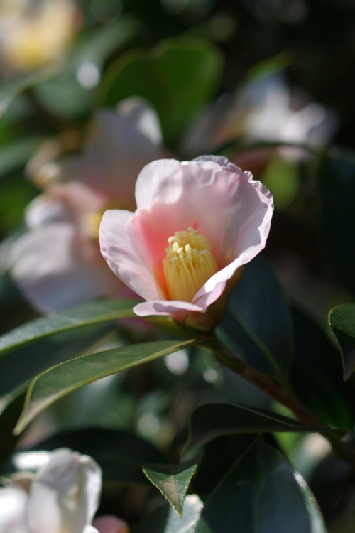 Jukjae Camellia Explore Tumblr Posts And Blogs Tumgir Jukjae Camellia Explore Tumblr Posts And Blogs Tumgir