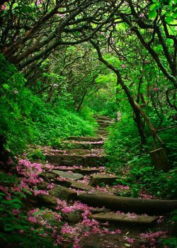 djferreira224:  Craggy Gardens, Blue Ridge