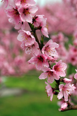 etherealvistas:  Peach Blossoms by Tsuguharu Hosoya