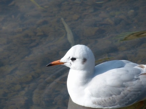 ユリカモメ　black-headed gullTown Birds ～ 街の鳥 ArchiveTown Sparrow ～ 街のすずめ　Archive