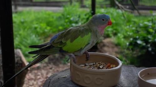 Princess of Wales Parakeet.An Australian Parrot named after the Princess Alexandra of Denmark who ma