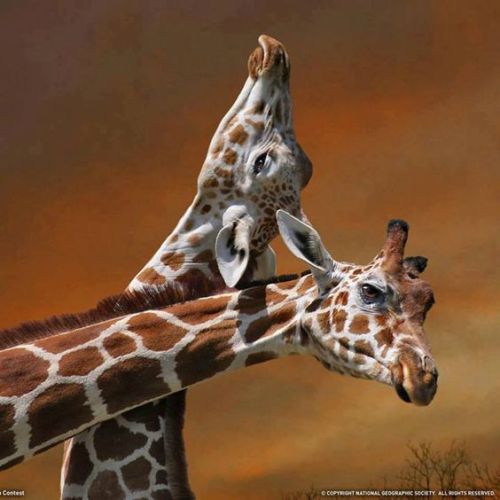 Posted : tinamotta.tumblr.comFonte : Pinterest , Salvo de 60karin.tumblr.com 1cf60bc7e32baf70a8c63b8