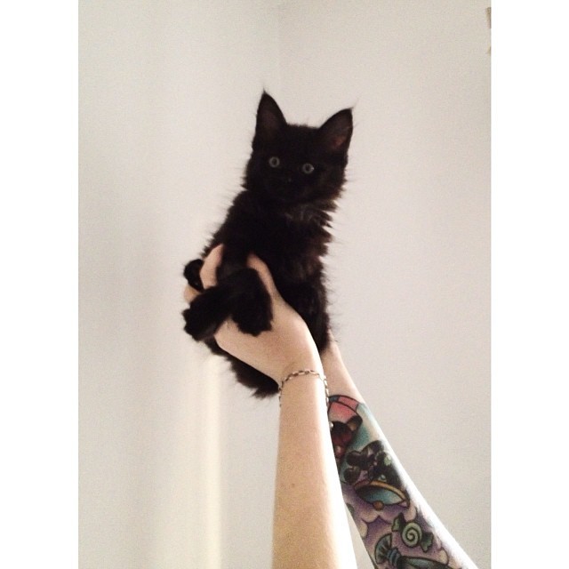 foolsgoldd:  instagram: jinxdahlia 