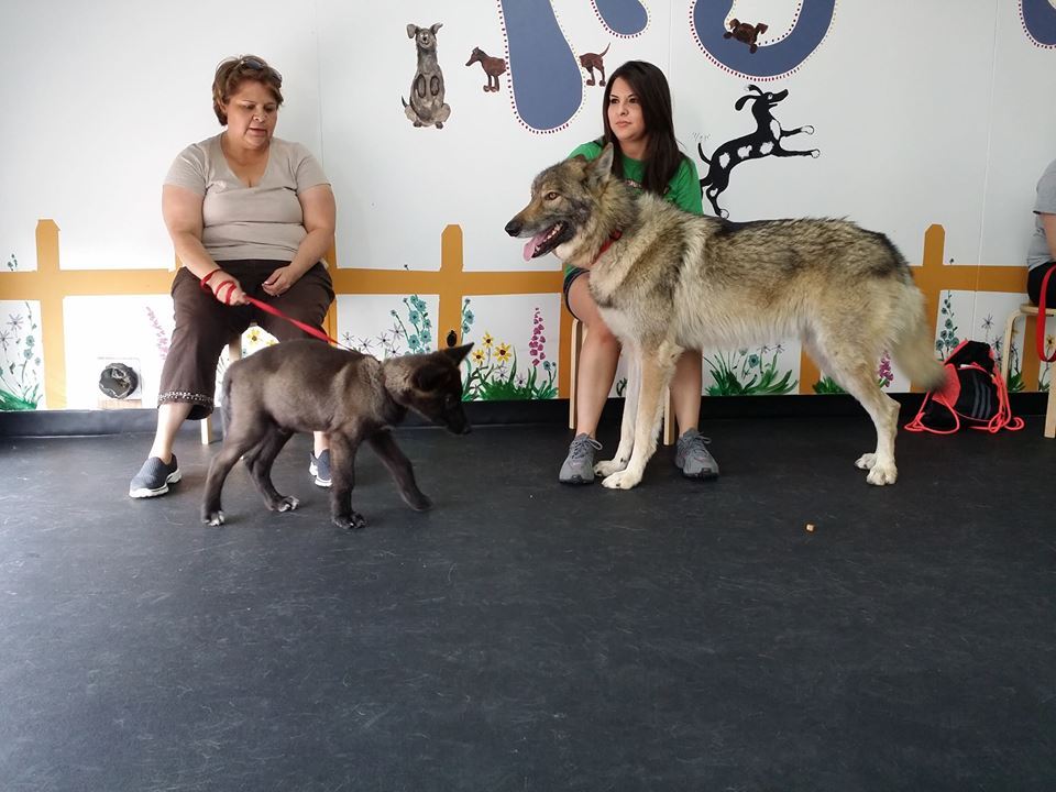 Proper Wolfdog Care