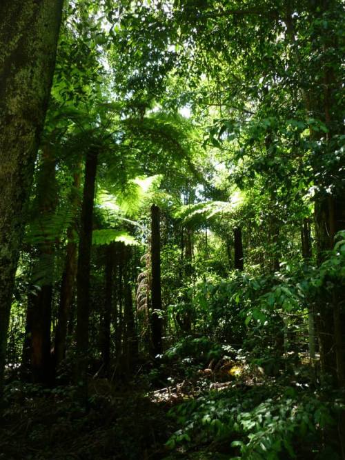 dubistmireine: Rain Forest // Blue Mountains (Australia)Ermelyn, 02//2014
