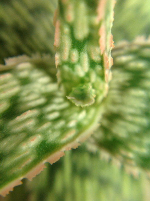 For Christmas I received a macro lens for my phone and I recently had the revelation that I should u