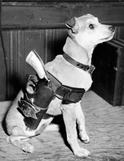 Captain Louis Capparelli of Maxwell Street Police Station’s dog Lassie, Chicago, 1944.