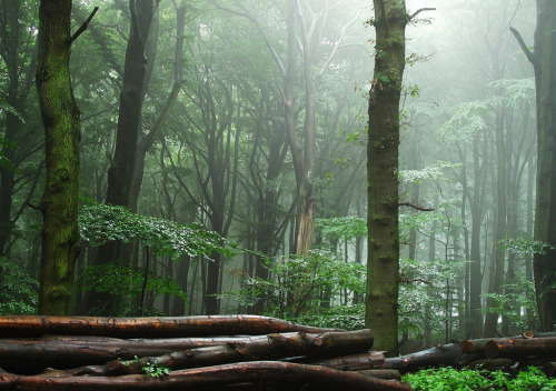 wanderthewood: Hesse, Germany by  BphotoR
