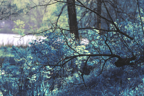 annkayephotography:5-18-17 // If nature and plant life were shades of blue instead of green… This is