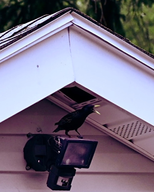 143/365 「」looks like there’s a starling living in our garage roof 