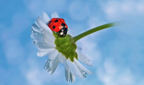 asylum-art:  Macro LadybugsIreland-based photographer Tomasz Skoczen has a knack for taking macro images, exposing the rarely seen worlds that surround us. Skoczen uses a Canon 5D Mark II in his backyard where he finds these marco scenes.Skoczen knows